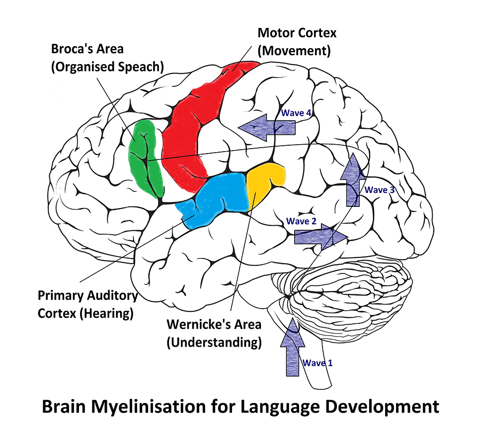 How Language Develops Pregnancy To Parenting Australia