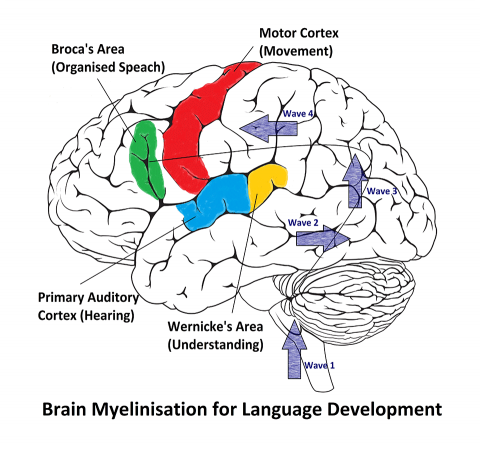 How Language Develops Pregnancy To Parenting Australia   Language Brain 